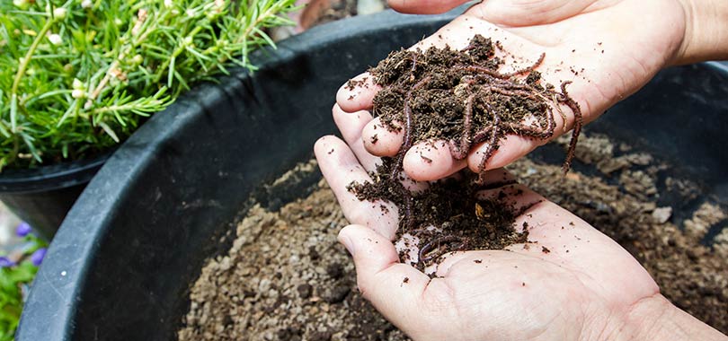 mcr compost consults article
